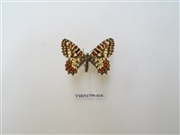 藏品(鳳蝶科)的圖片